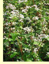 Гречиха (Fagopyrum esculentum Moench.) Гречиха (Fagopyrum esculentum Moench.)